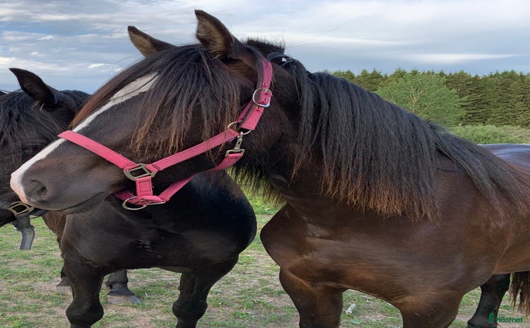  hästar i Örbyhus - Annons 14
