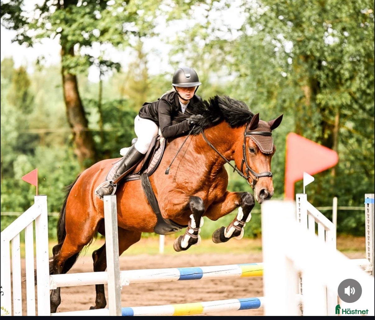  hästar 6-årigt sto. Tävlat 110 - Annons 18