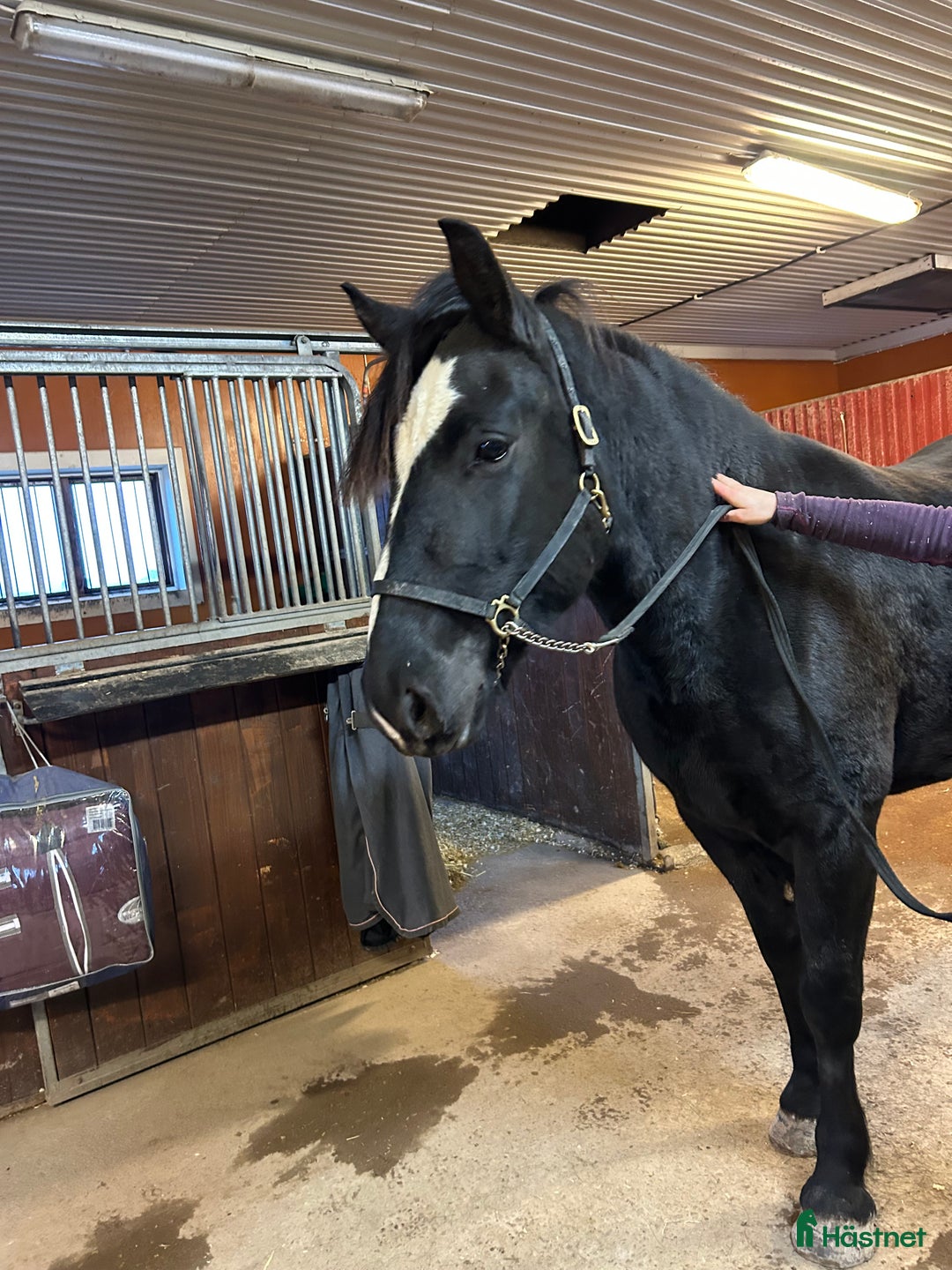 Allround hästar till salu: 4 åringt kallblod till salu i Borlänge - Annons 2