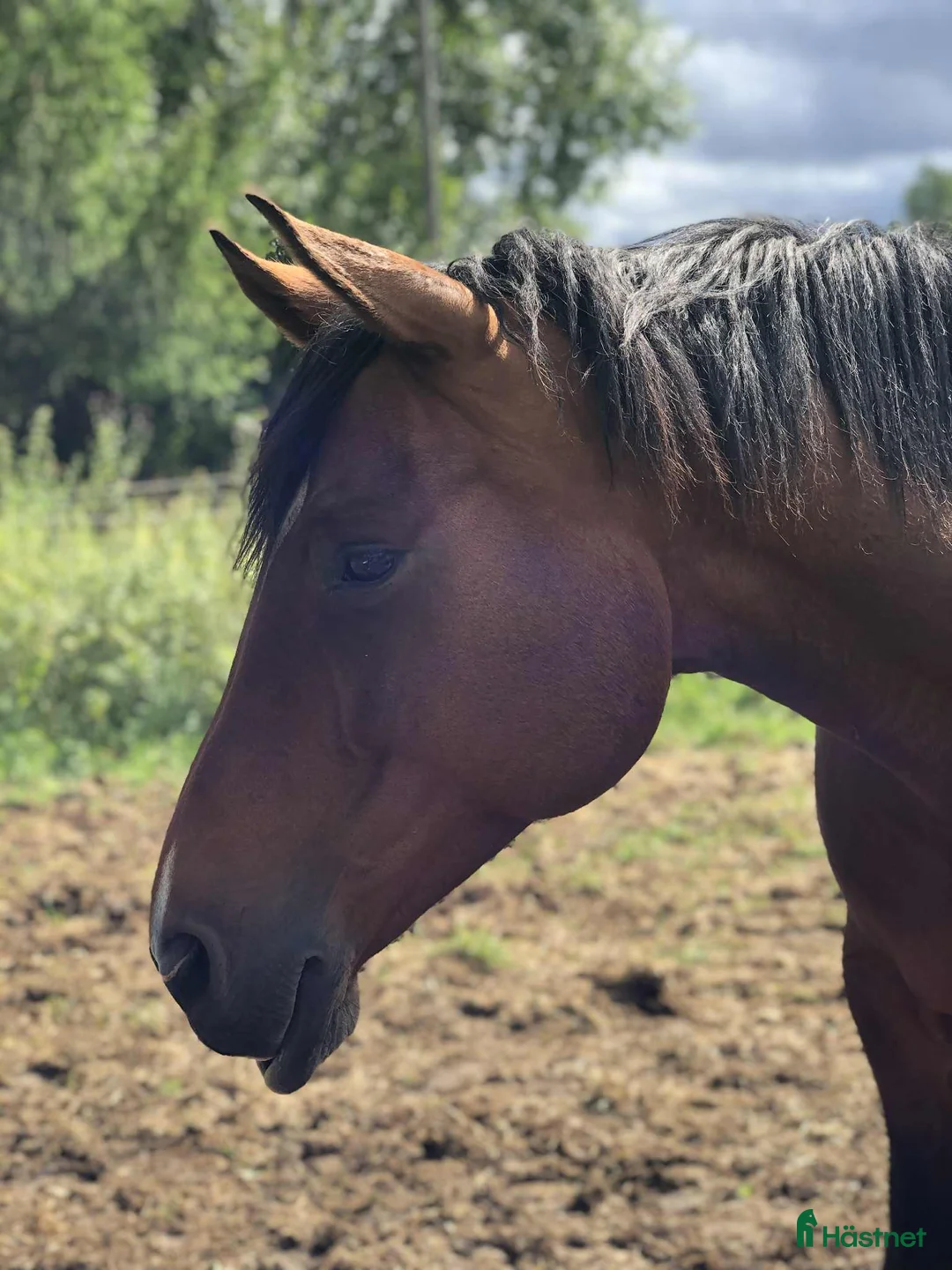Allround hästar till salu: Vienna i Norrköping - Annons 2