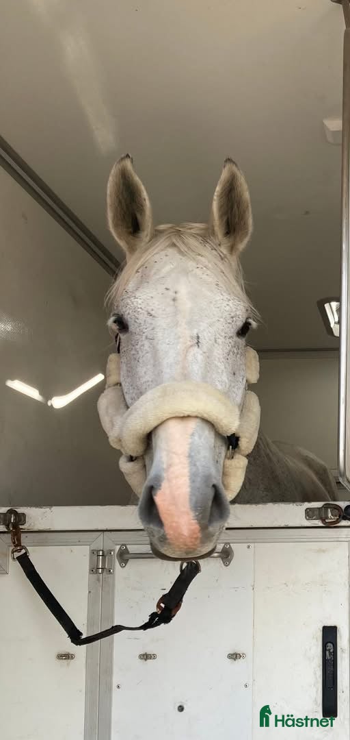  hästar Avelssto till salu/ bytes mot ungponny - Annons 1