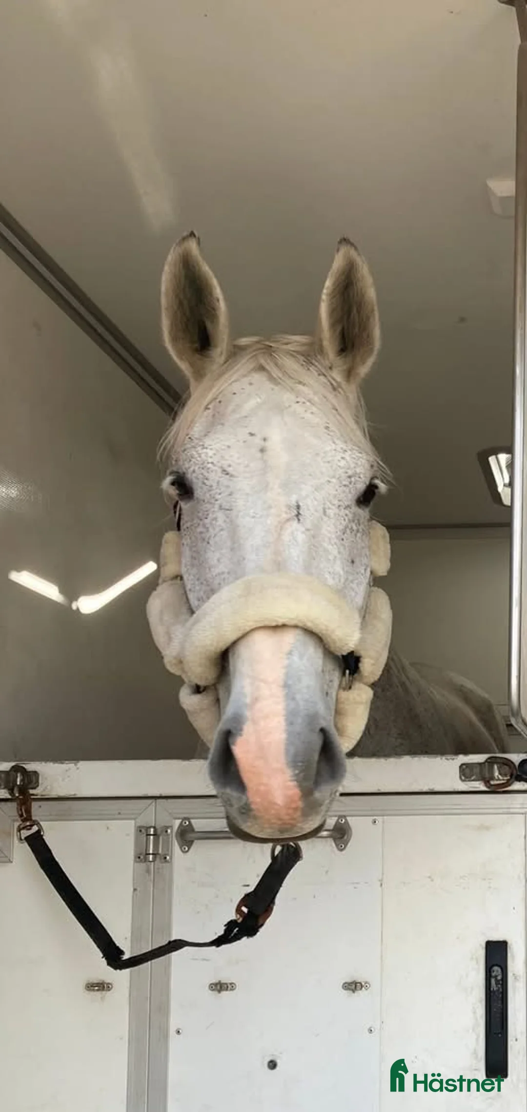 Avelshästar hästar till salu: Avelssto till salu/ bytes mot ungponny - Annons 1