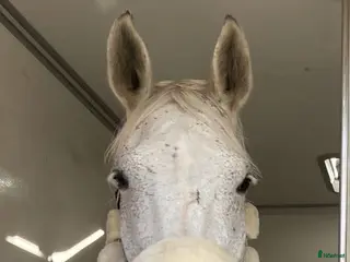 hästar Avelssto till salu/ bytes mot ungponny - Annons 1