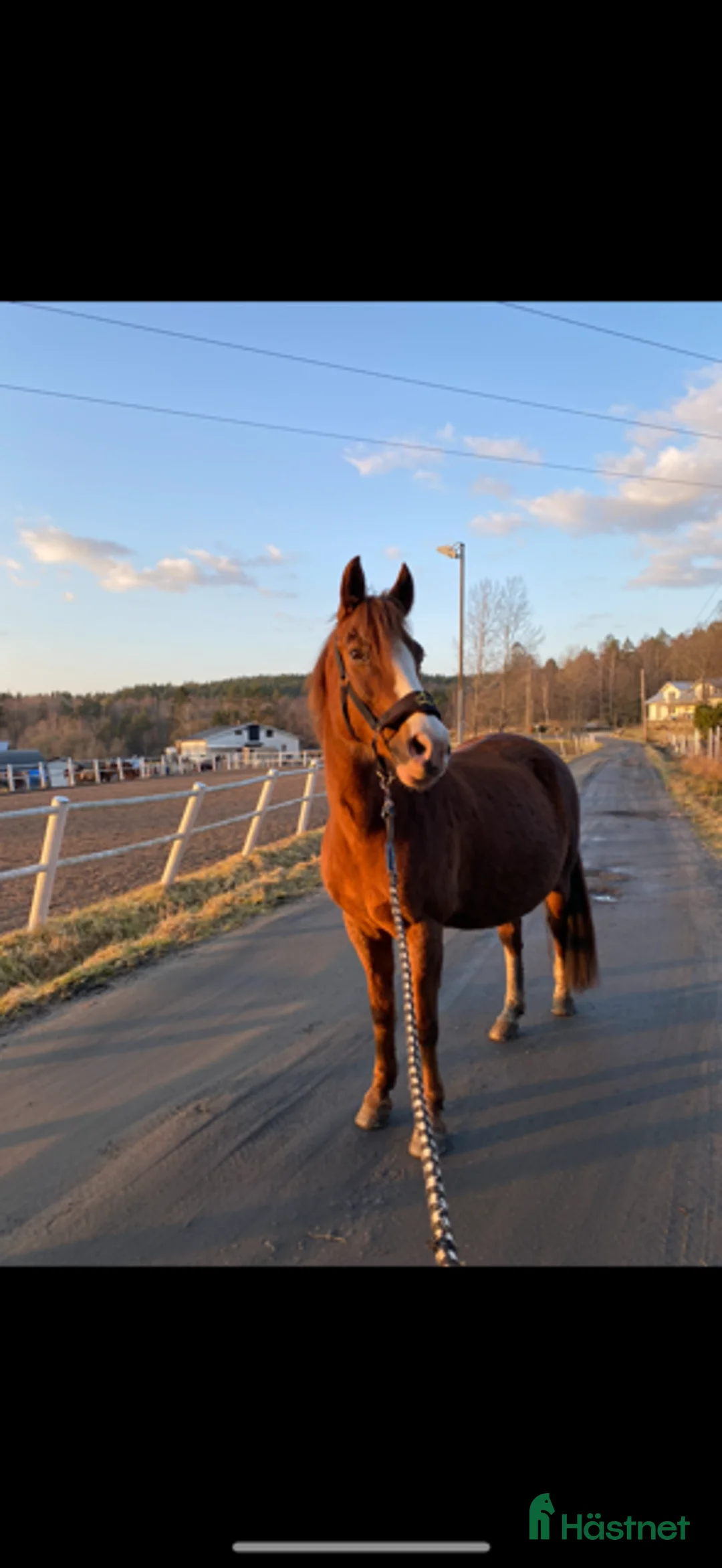 Sällskap hästar till salu: Ponny sällskap i Jonsered - Annons 2