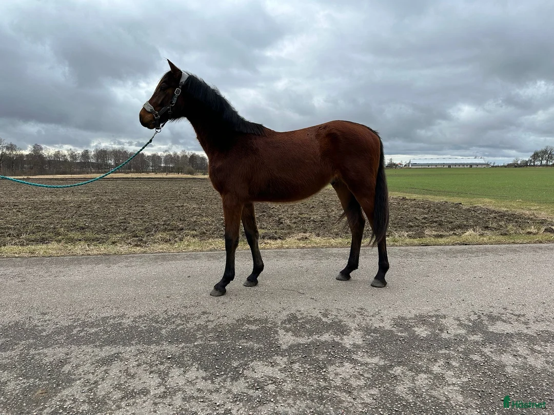 Hoppning hästar till salu: Lovande 2-åring Carib Blue Boneca  SWB - Annons 2