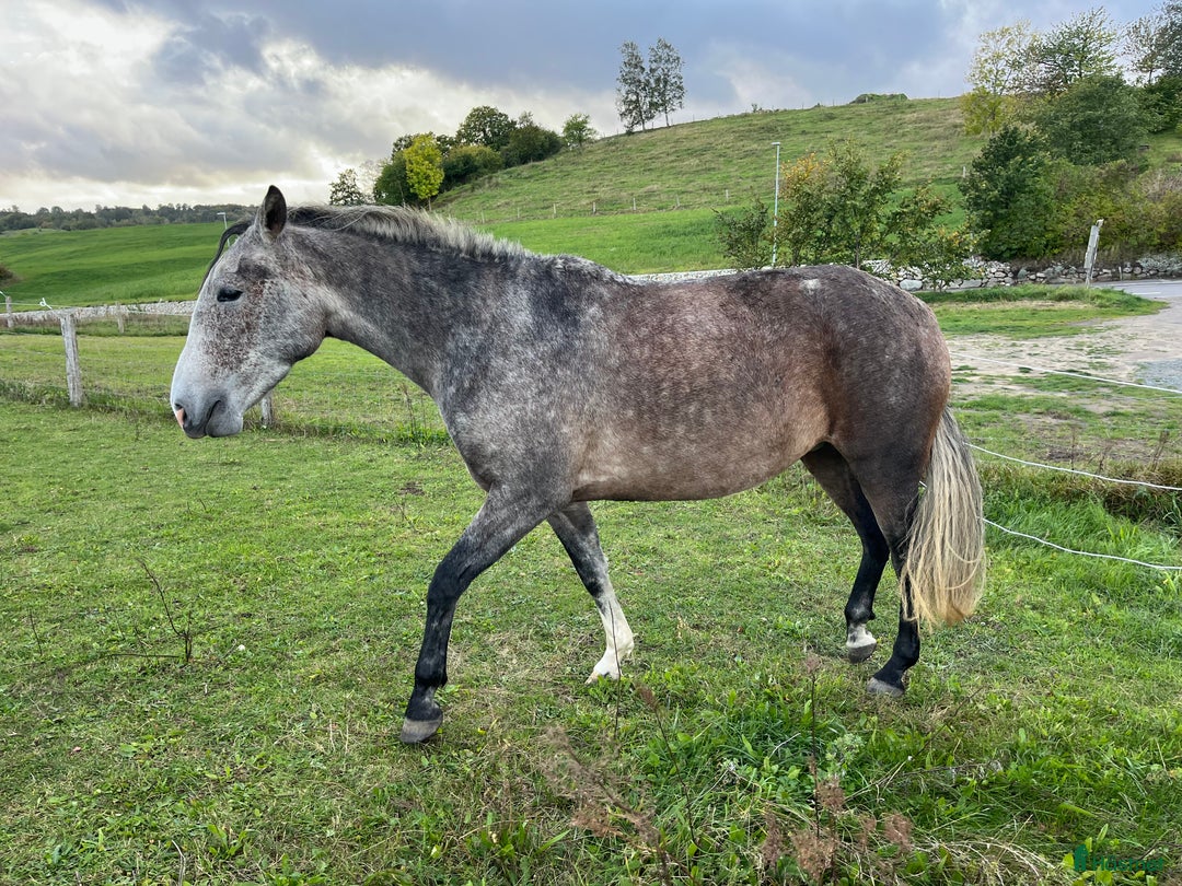 Allround hästar till salu: Vacker P.R.E. med stam från Yeguada de la Cartuja i Simrishamn - Annons 4