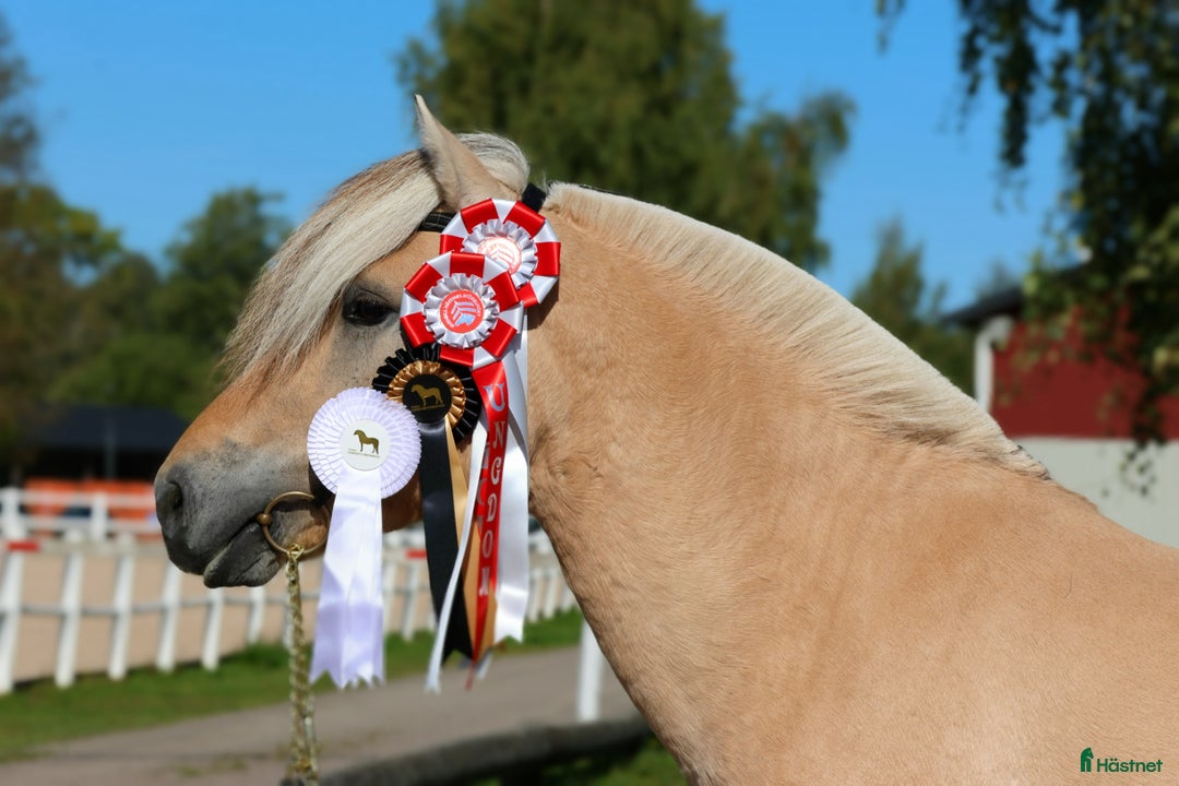 Allround hästar till salu: Lothar, världens bästa häst ♡ i Söderköping - Annons 6