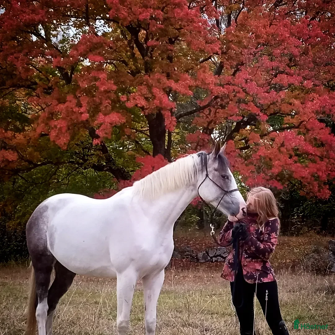  medryttarhäst finnes: Kalypso söker medryttare i Bro - Annons 9