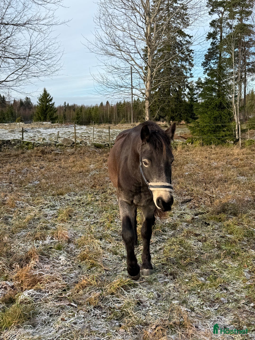 Allround hästar till salu: Svenskfödd Connemara valack EJ inriden i Nässjö - Annons 1