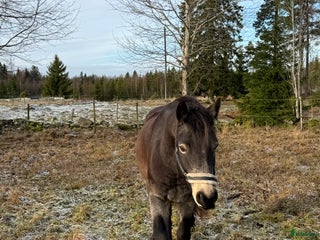 hästar Svenskfödd Connemara valack EJ inriden i Nässjö - Annons 1
