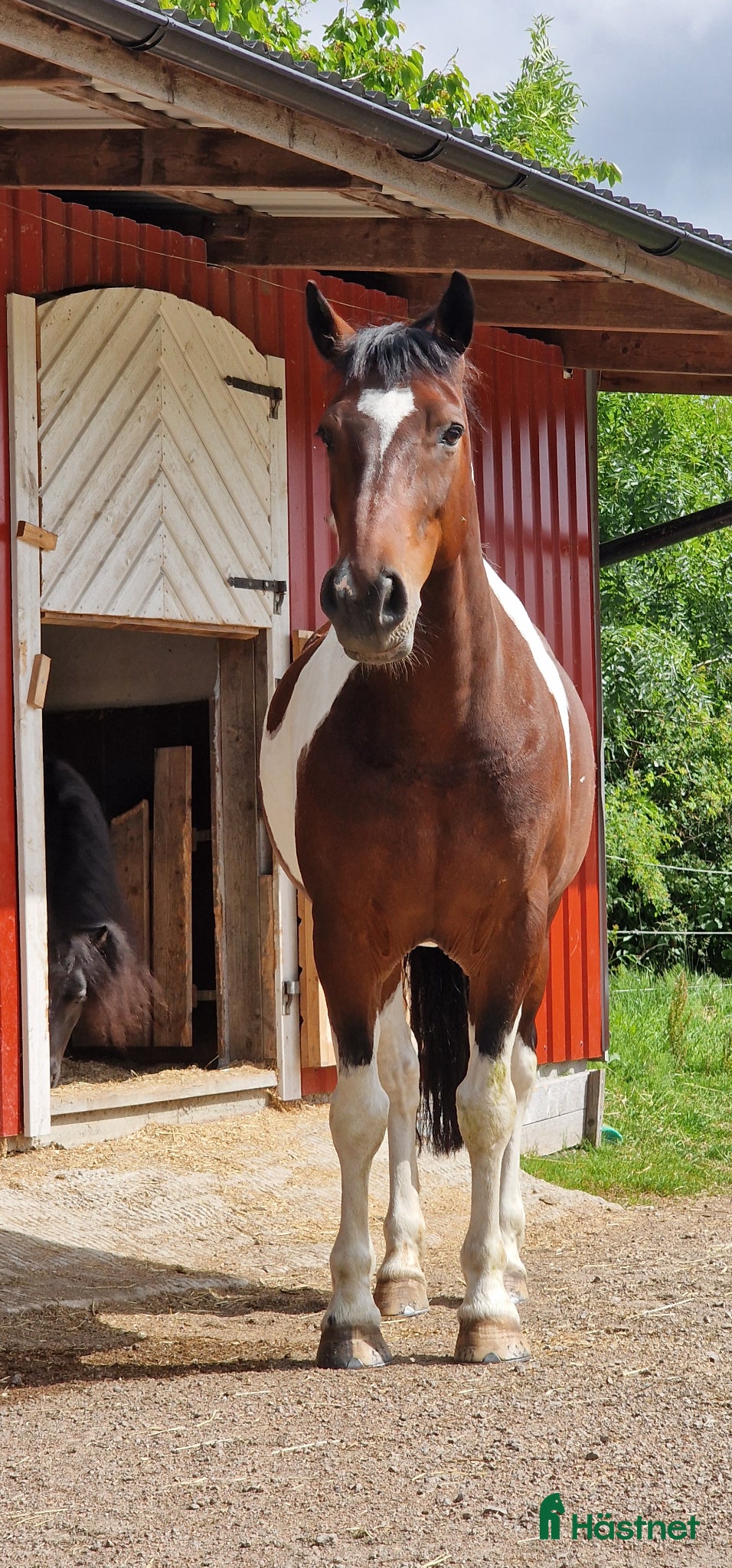  hästar Fantastisk 12 årig allroundvalack säljes. - Annons 2