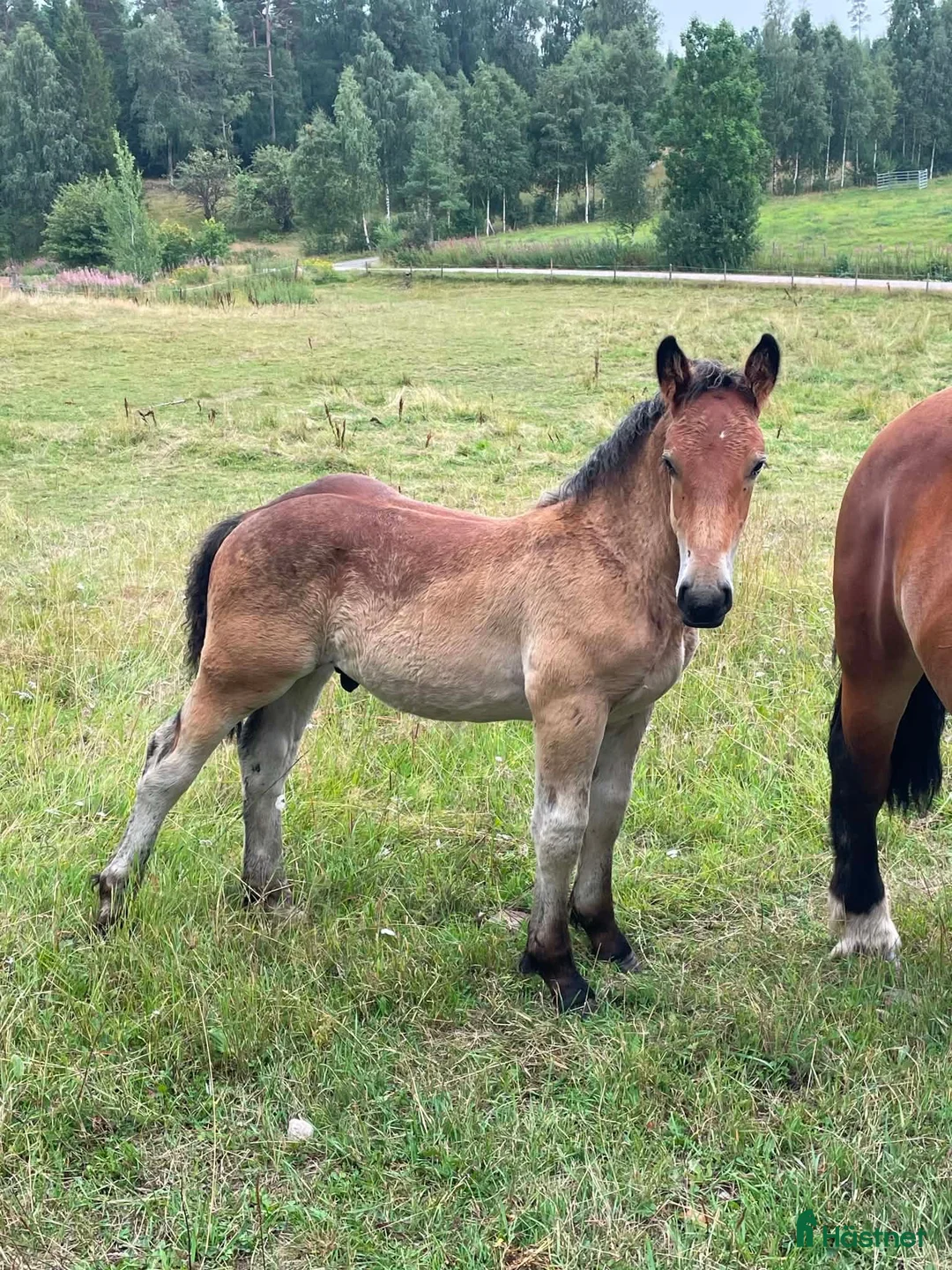 Allround hästar till salu: Ståtligt ardennerkille! - Annons 6