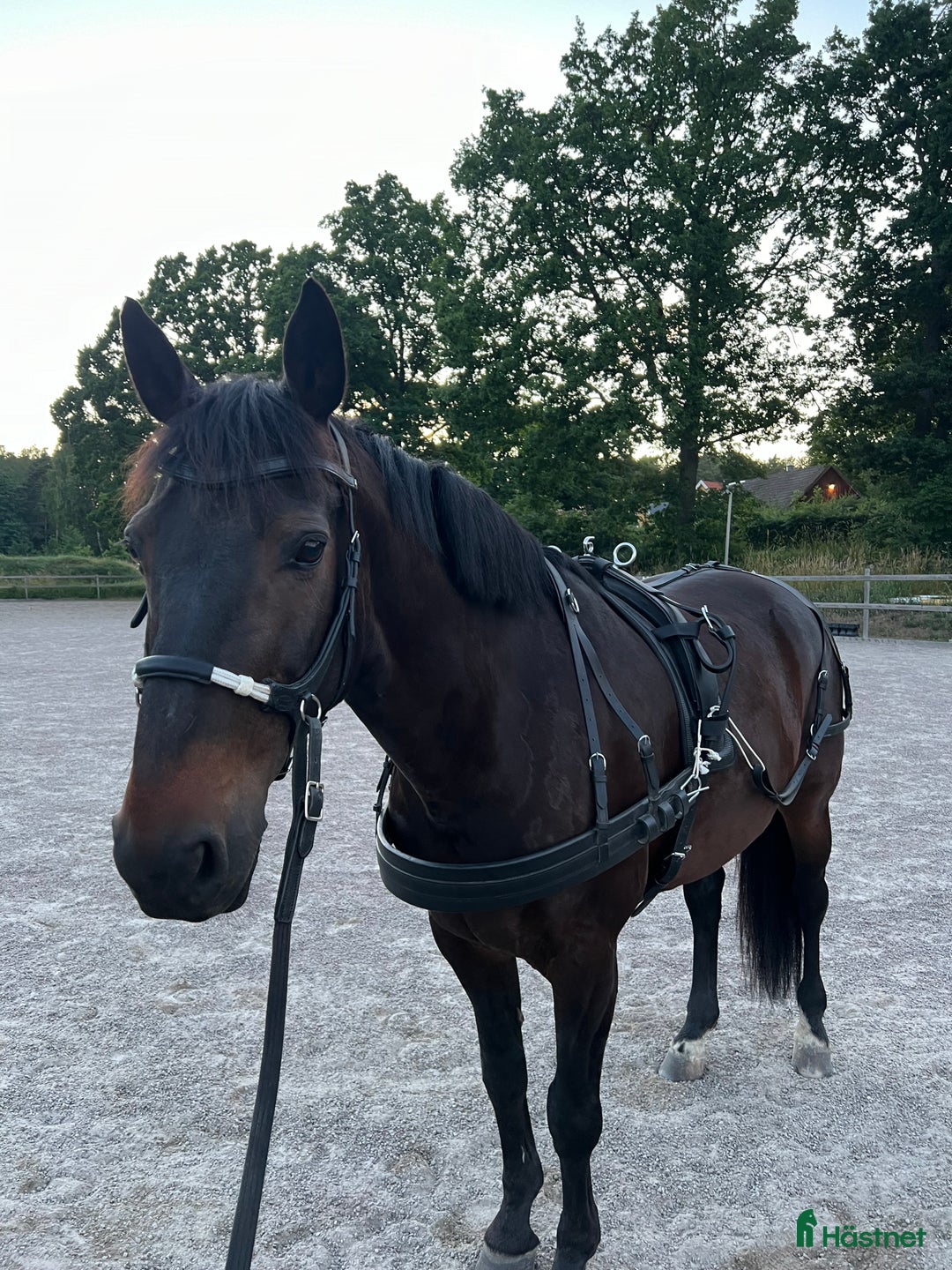 Körning hästar till salu: Supersnäll och trevlig valack!  i Nättraby - Annons 3