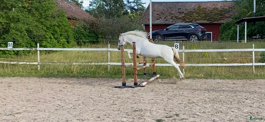 Allround hästar till salu: Connemarakorsning söker bästavän  i Eksjö - Annons 5