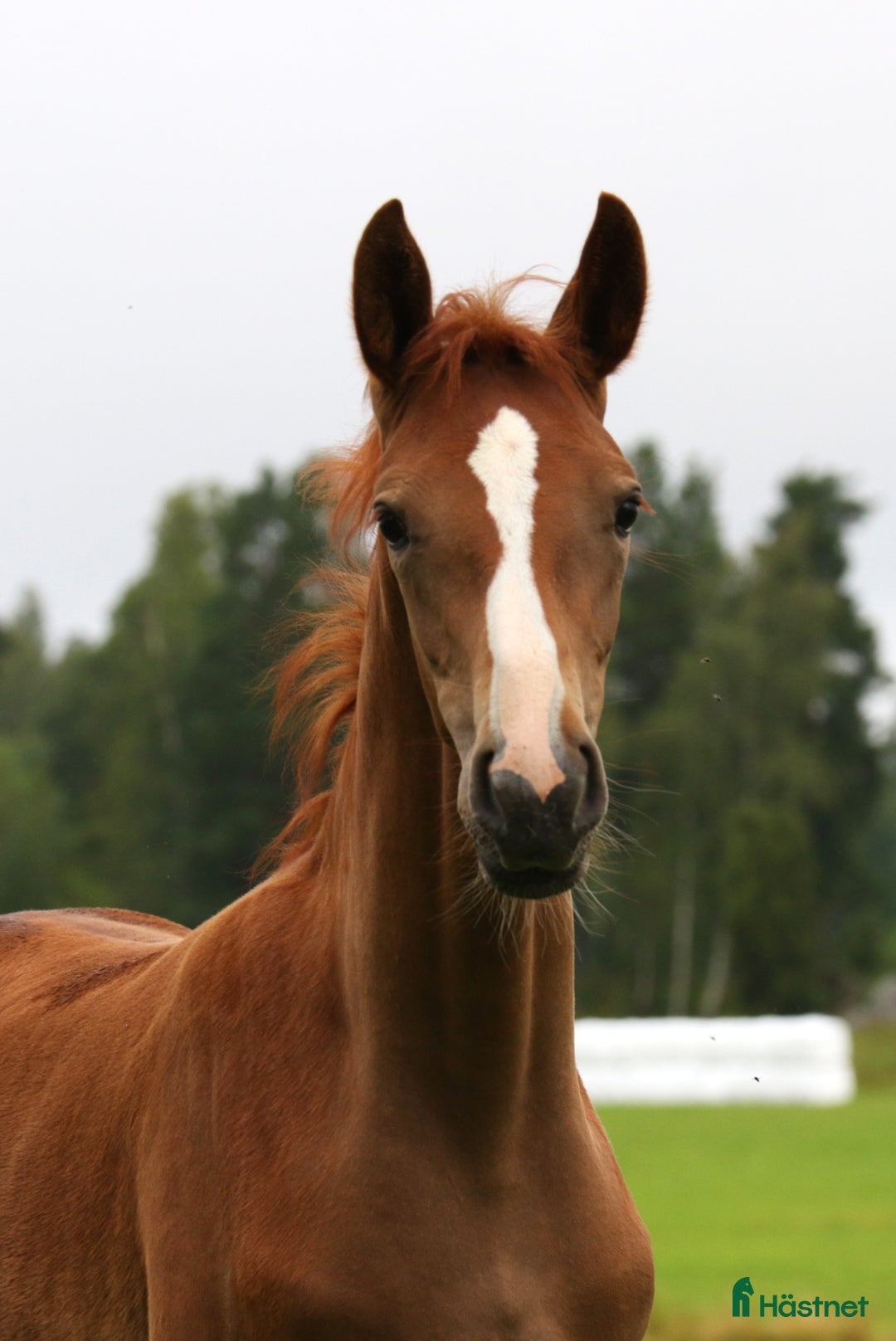 Dressyr hästar till salu: Charmigt sto e. Dutch Dream i Dyltabruk - Annons 4
