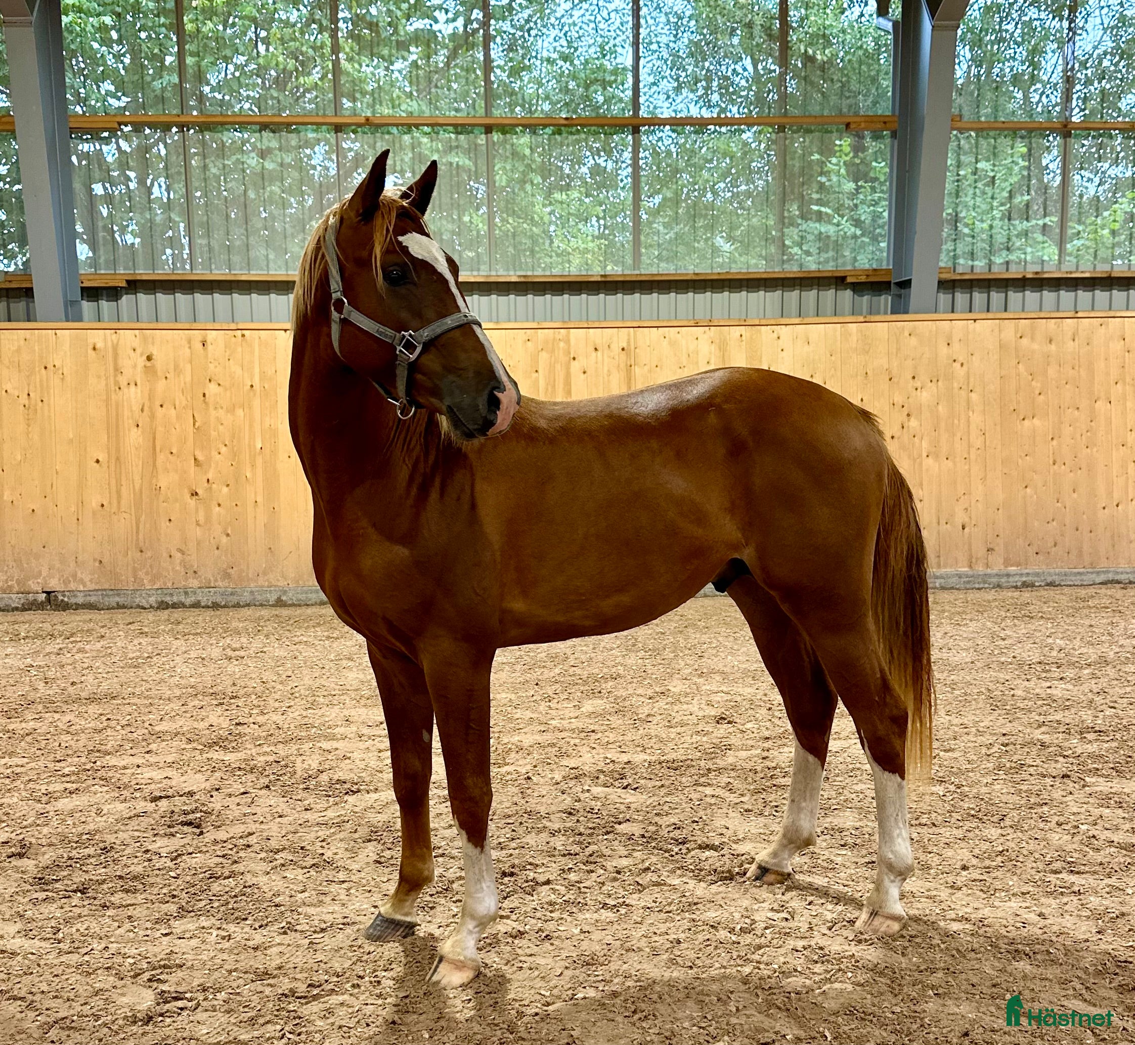  hästar Mycket lovande & fin 5 åring - Annons 1
