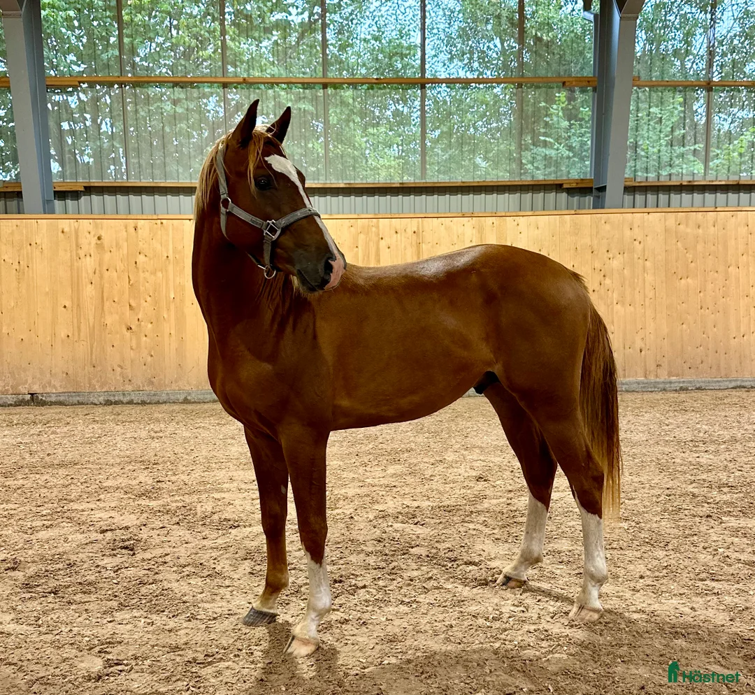 Hoppning hästar till salu: Mycket lovande & fin 5 åring - Annons 1