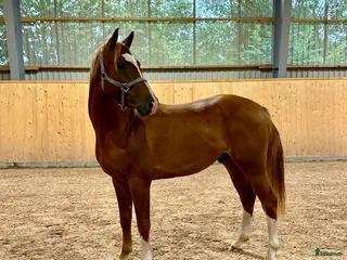 hästar Mycket lovande & fin 5 åring - Annons 1