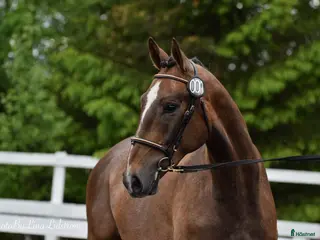 hästar Talangfull hopphäst med lovande framtid - Annons 4