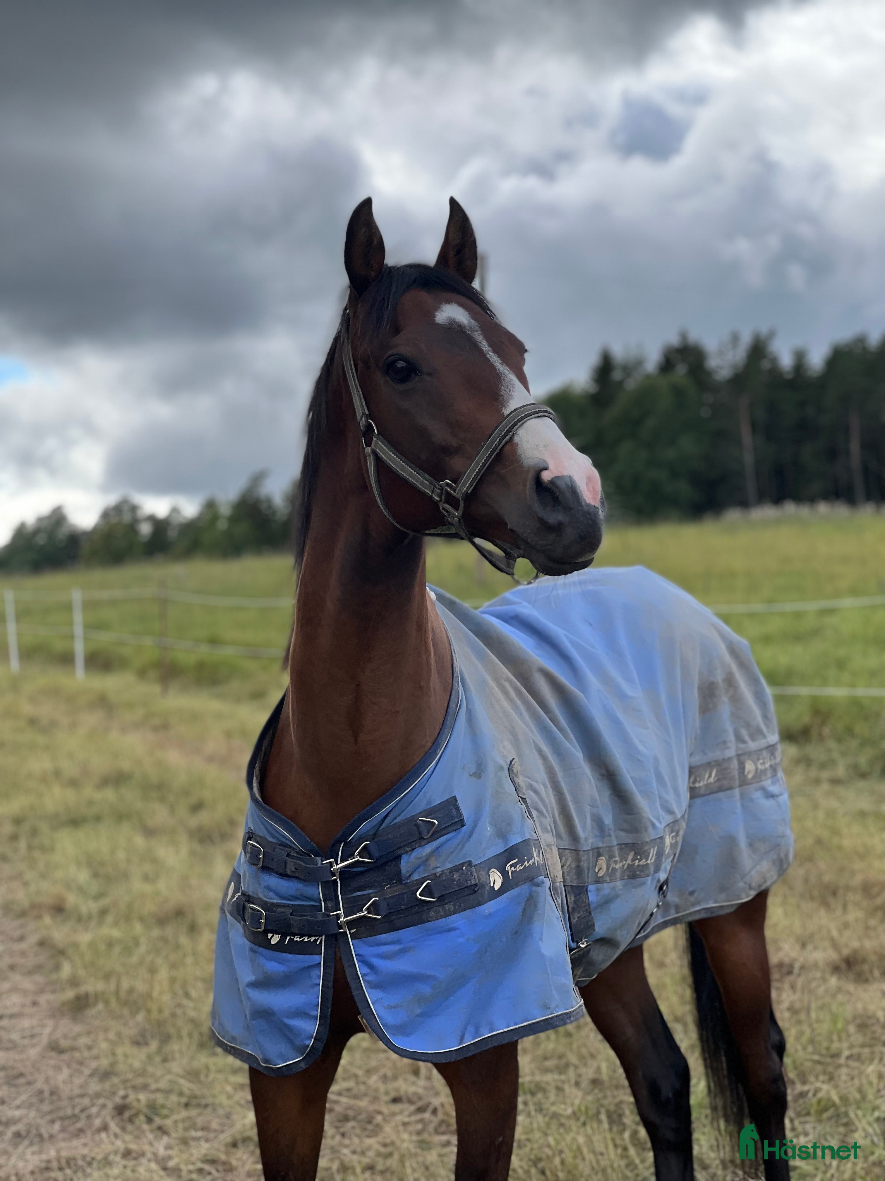  hästar Sällskapshäst i Grödinge - Annons 9