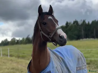 hästar Sällskapshäst i Grödinge - Annons 13