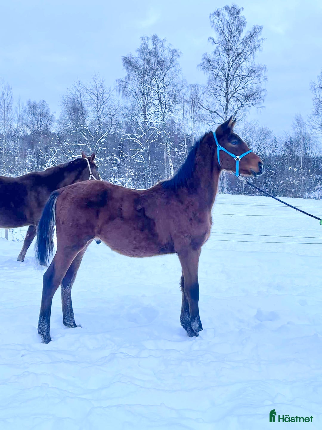 Dressyr hästar till salu: Trevlig kille för dressyrbanan  i Åseda - Annons 1
