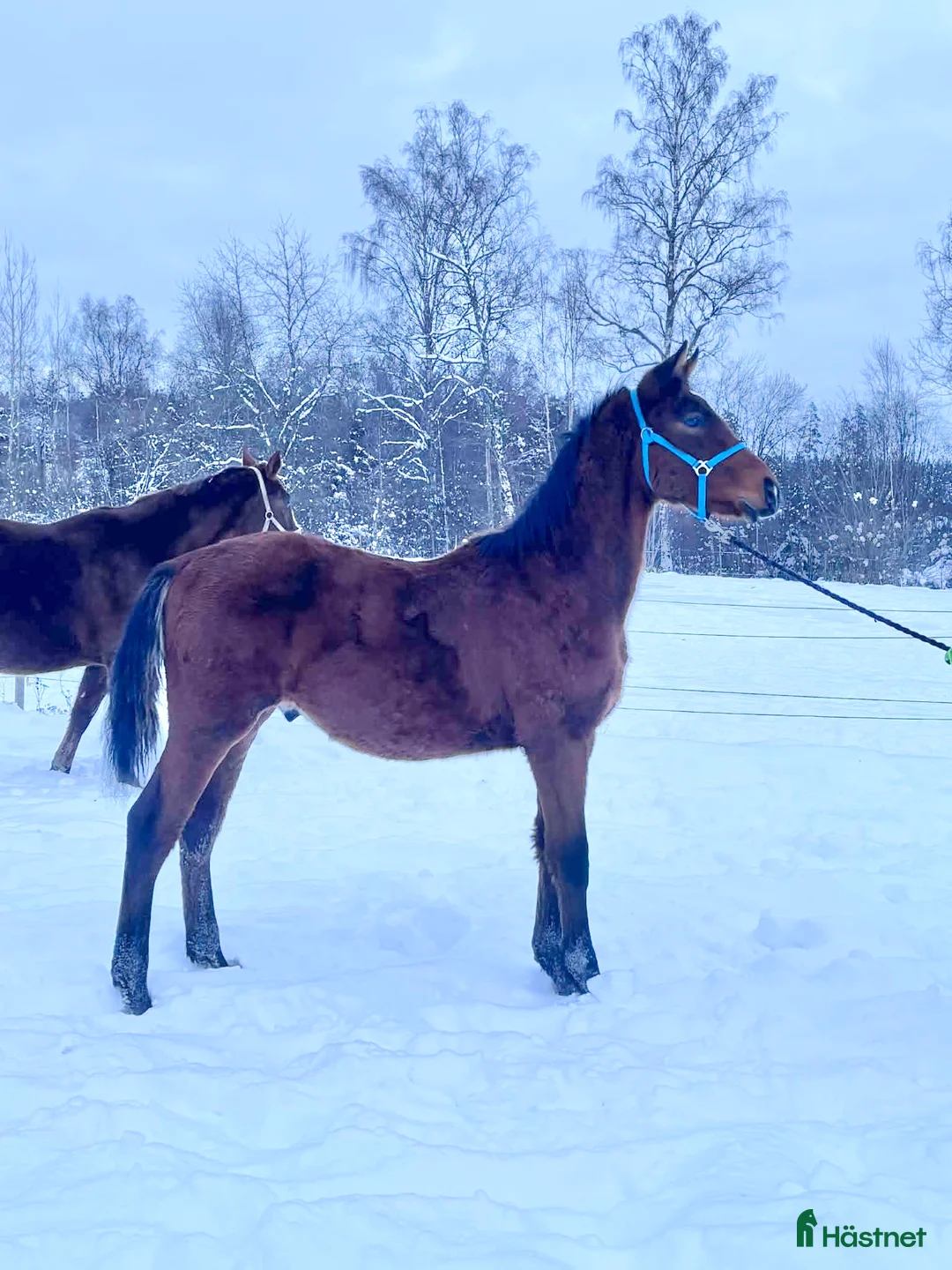 Dressyr hästar till salu: Trevlig kille för dressyrbanan  i Åseda - Annons 1