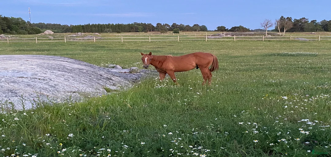 Galleribild {{count}}