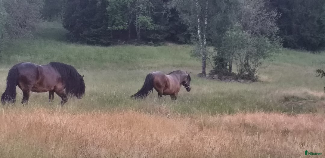  stallplats finnes: Sällskapshäst utlånas Älvsborg i Alingsås - Annons 1