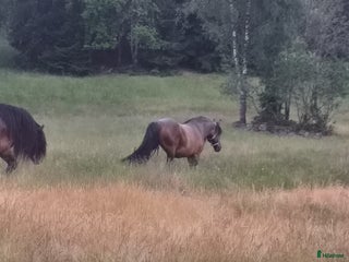 stallplats finnes: Sällskapshäst utlånas Älvsborg i Alingsås - Annons 1