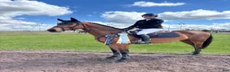 Hoppning hästar till salu: Valack f-22 Arezzo VDL-Indoctro - Annons 1