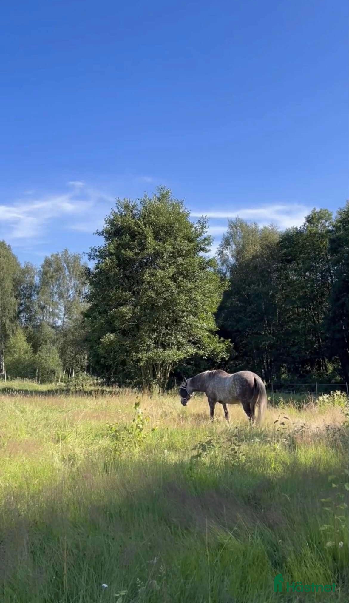  stallplats Plats för åring på sommarbete 2026 - Annons 4