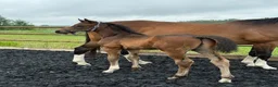  stallplats finnes: Stall uthyres  - Annons 6