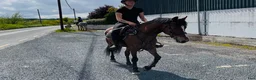 Allround hästar till salu: Connemara gelding 148cm - Annons 5