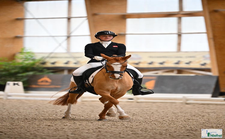  hästar TOP FEI PONY TIL SALG - Annons 5