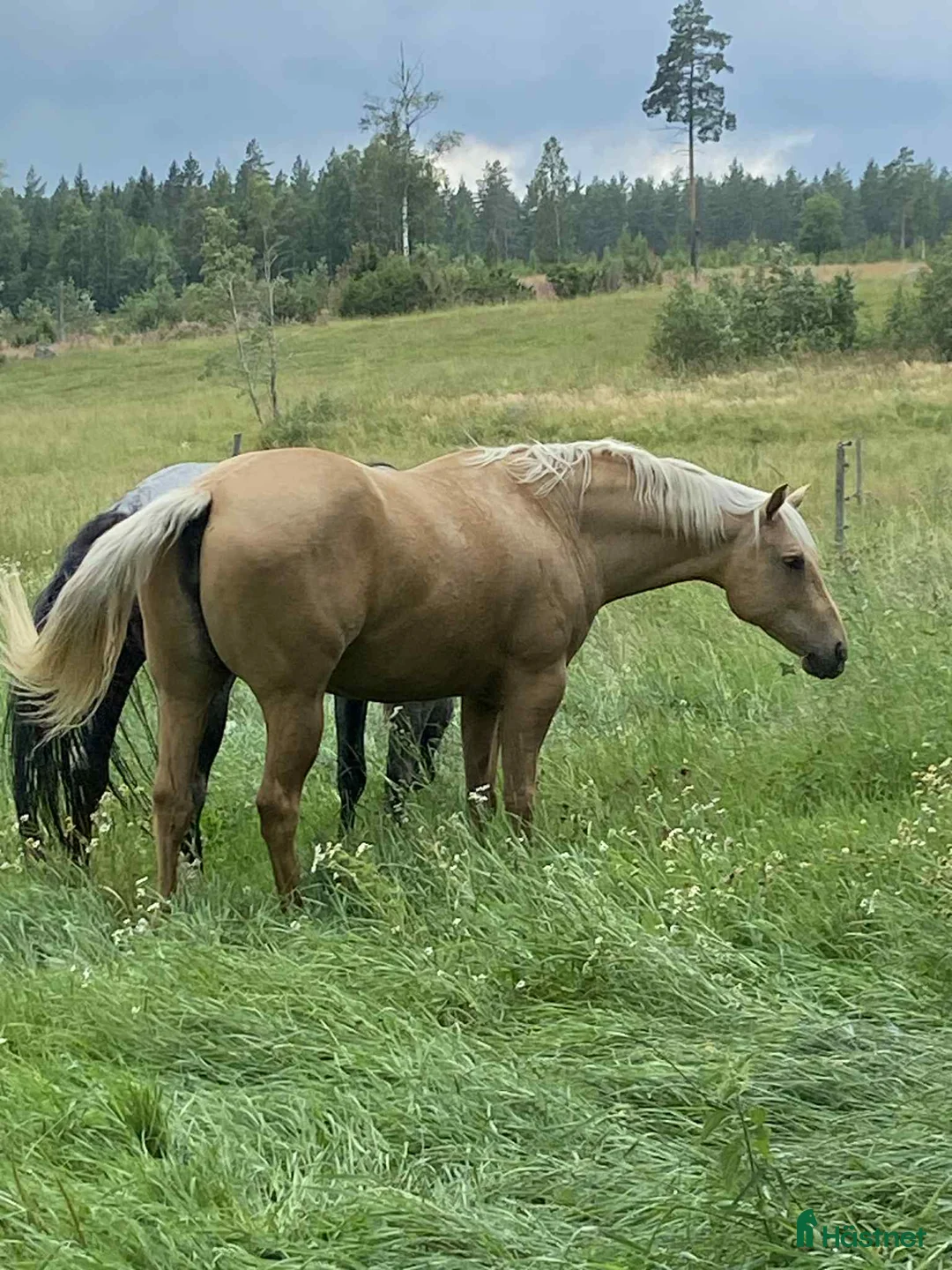 Western hästar till salu: Fantastiskt sto dräktig med VS Gona Be Blue  i Bollnäs - Annons 3