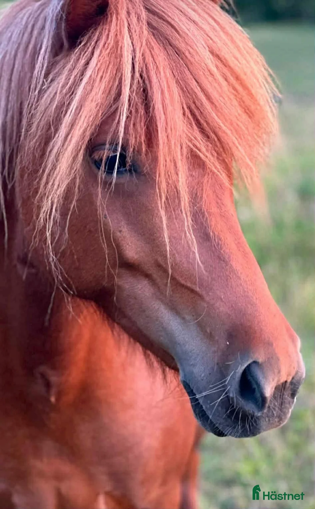 Island hästar till salu: Vacker som en dag - Annons 1