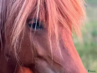 hästar Vacker som en dag - Annons 6