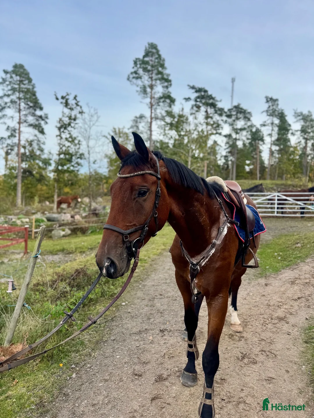Allround hästar till salu: Fynda trevlig valack! - Annons 2