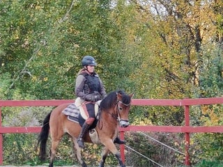 medryttarhäst finnes: Gotlandsruss i Sorunda - Annons 13