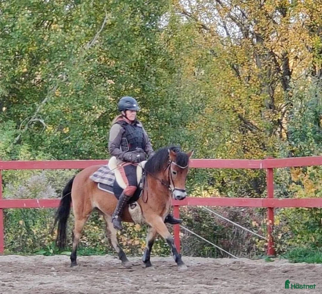  medryttarhäst finnes: Gotlandsruss - Annons 1