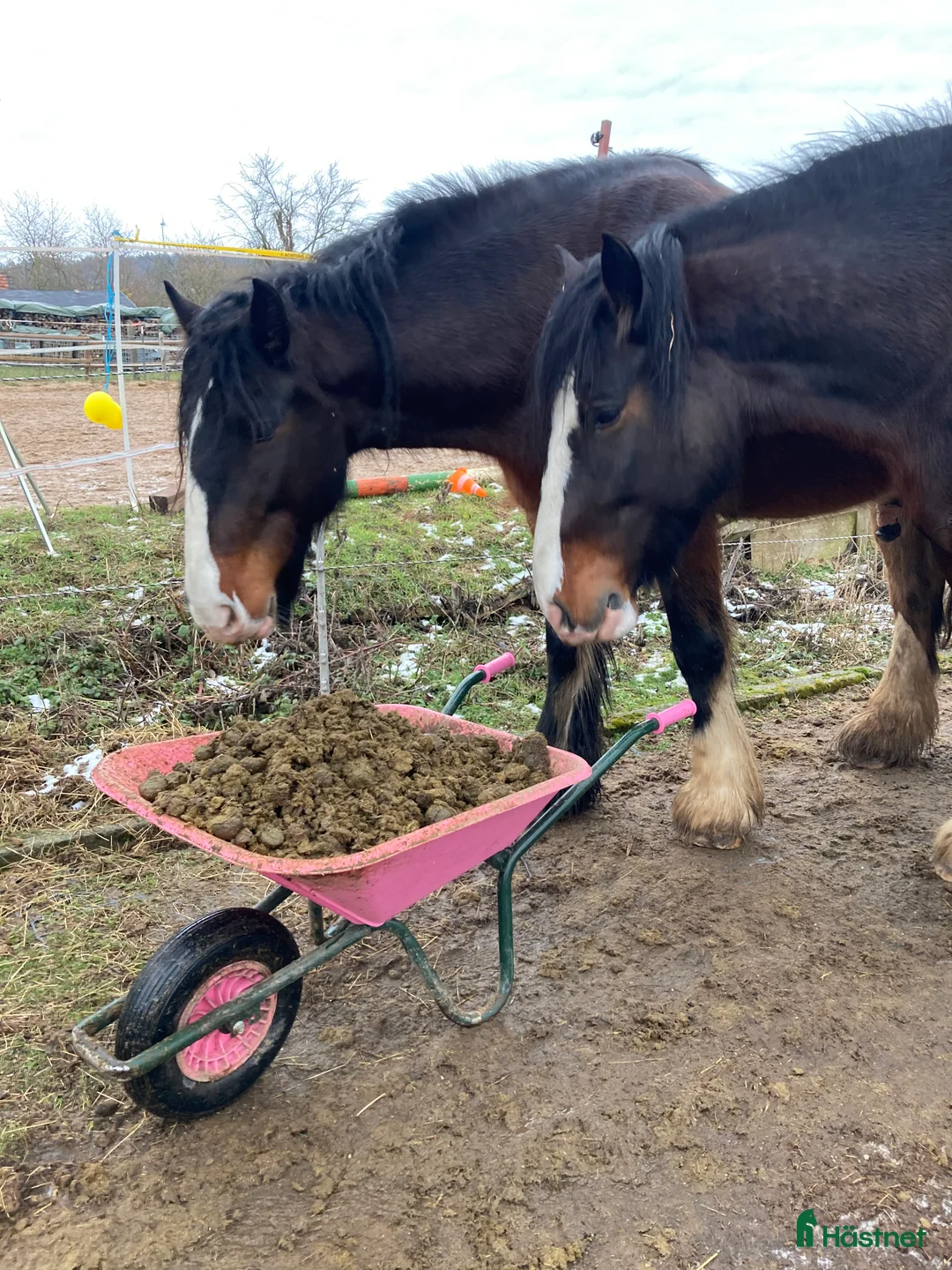  hästjobb finnes: Söker ett litet deltidsjobb - Annons 2