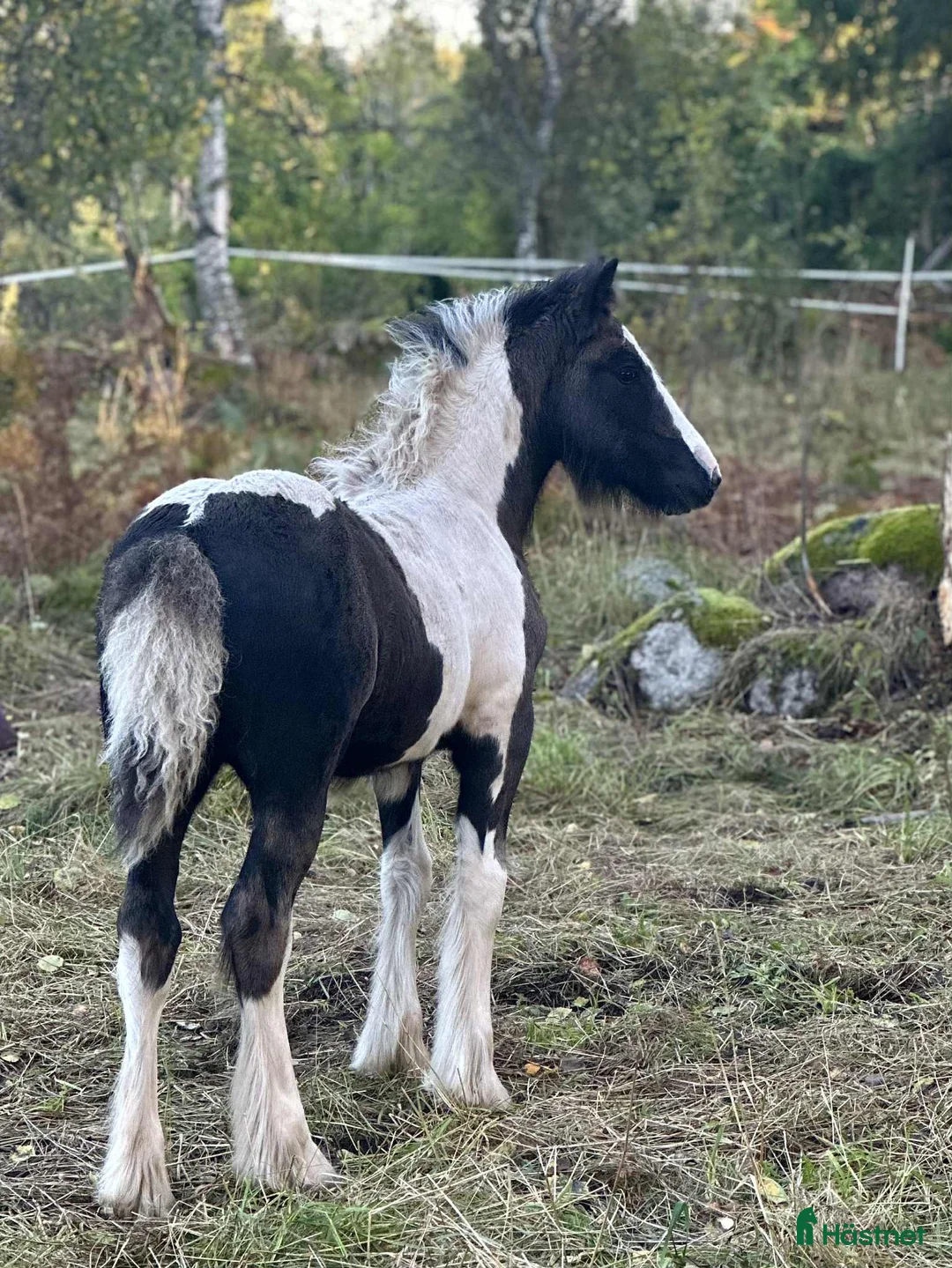 Avelshästar hästar till salu: Silversvart sto! i Sävsjö - Annons 10