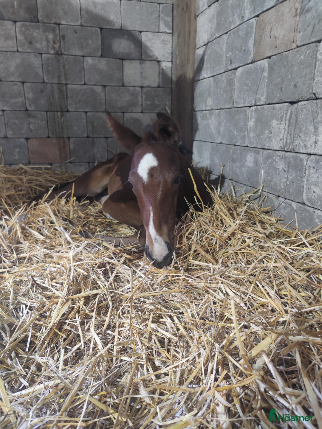 Hoppning hästar till salu: Lovande blivande 3 åring i Vollsjö - Annons 2