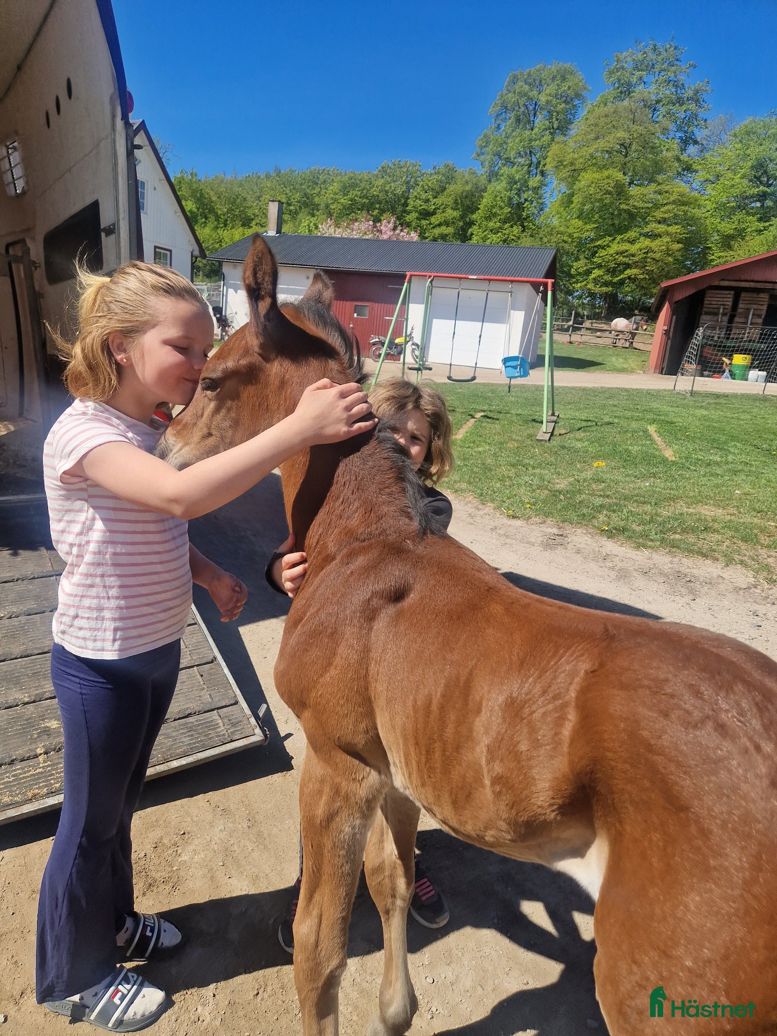  hästar Stor massiv hingst  - Annons 5