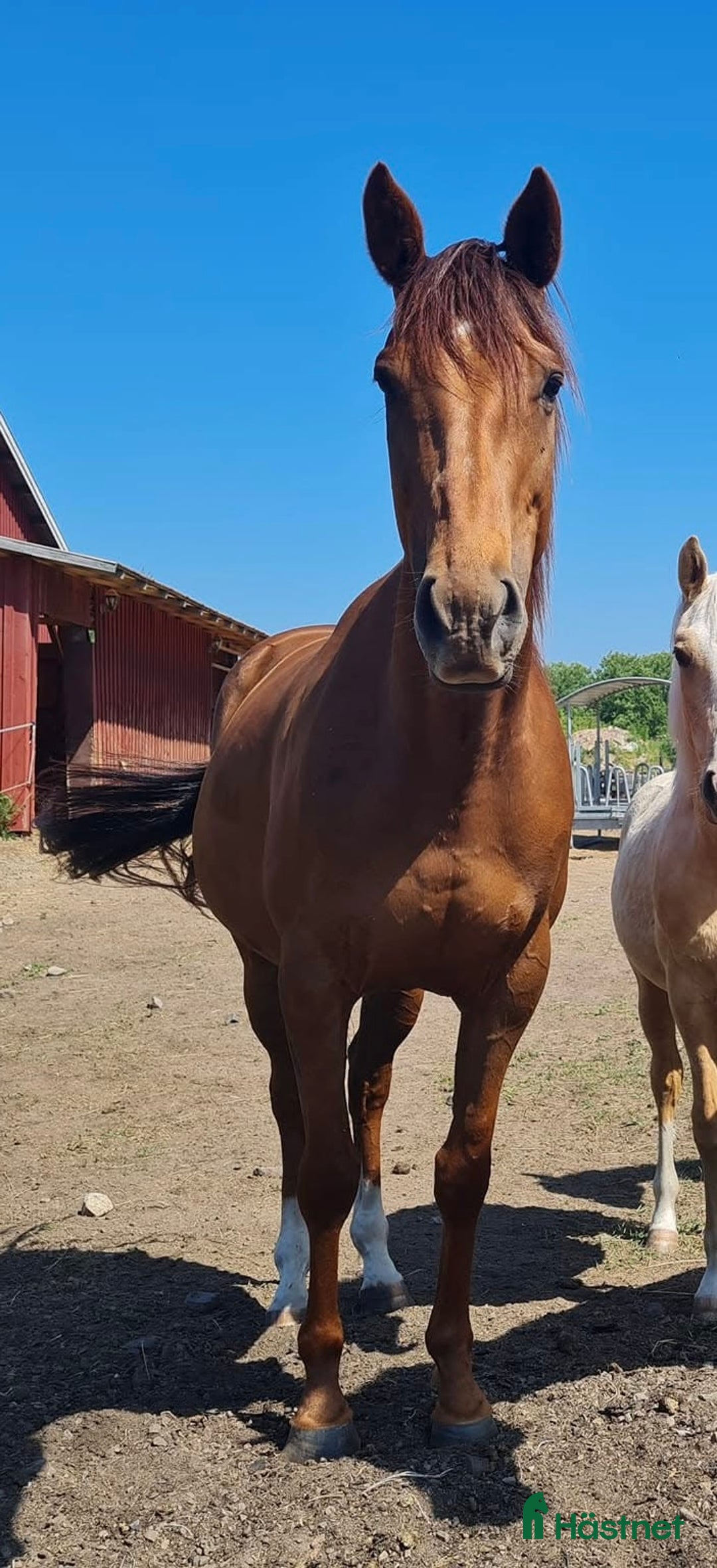 Övrigt hästar till salu: Välstammat fullblodssto i Varberg - Annons 2