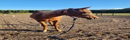 Western hästar till salu: Elegant Paintsto med framtid för Pleasure & Hunter - Annons 2