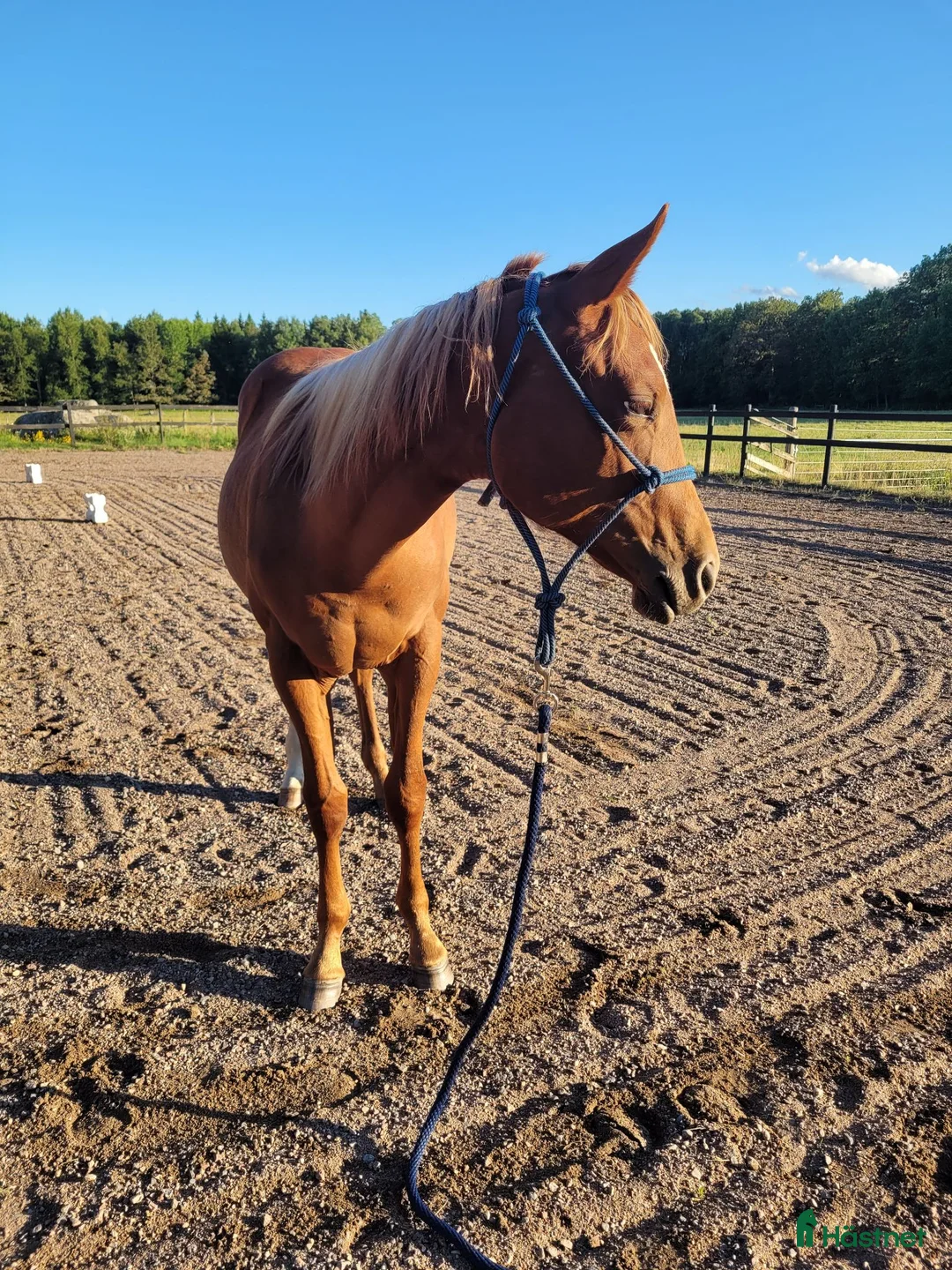 Western hästar till salu: Elegant Paintsto med framtid för Pleasure & Hunter - Annons 2