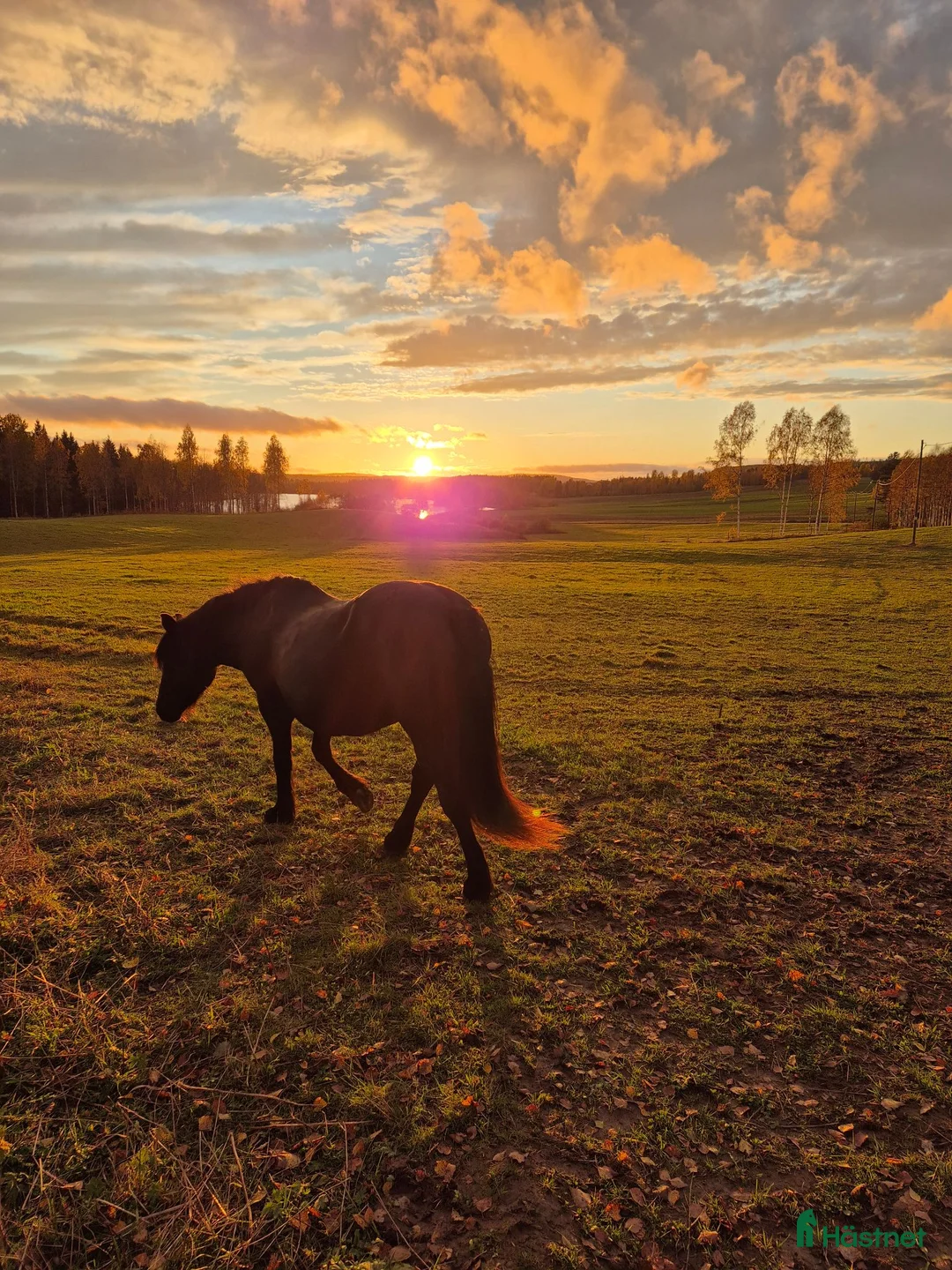 Allround hästar sökes: Medryttare i Vallsta - Annons 3