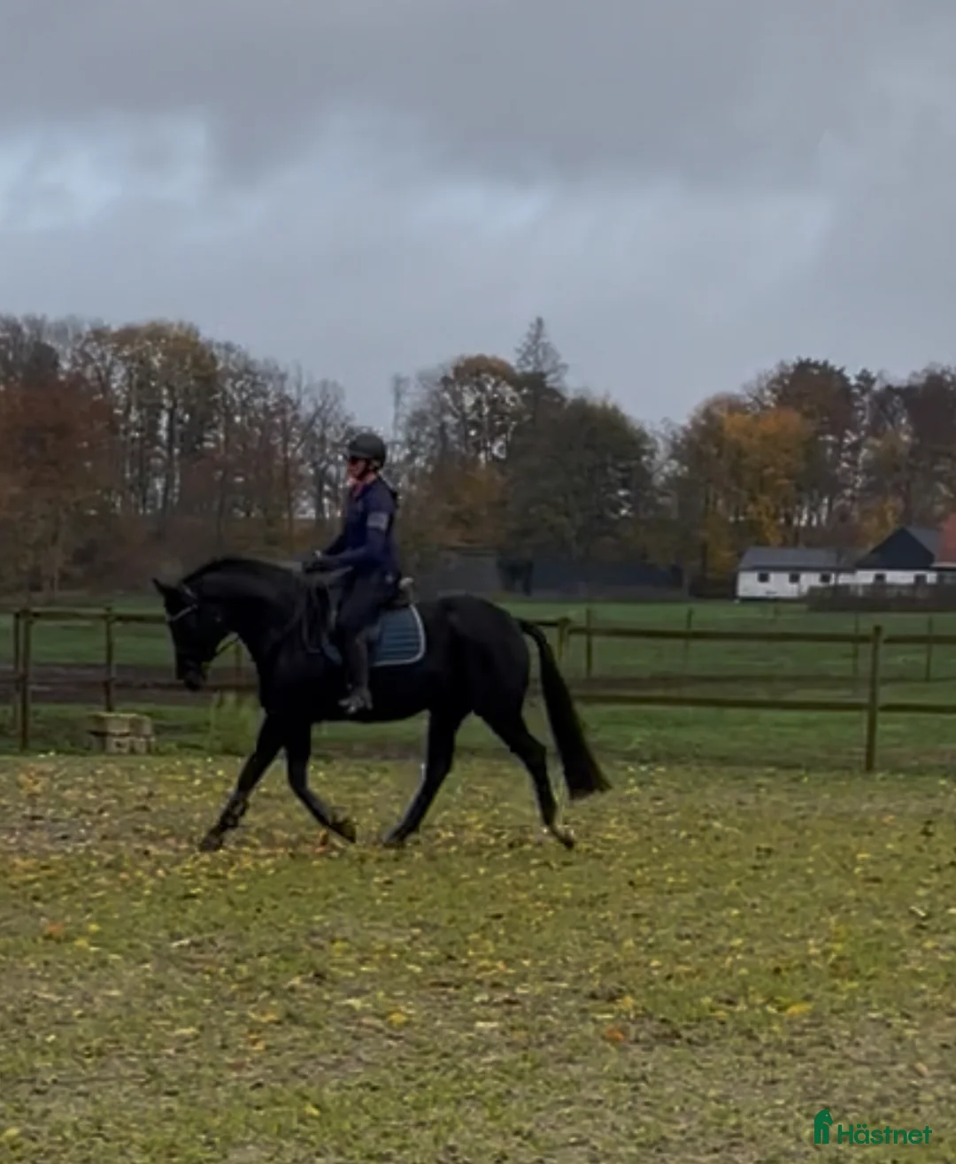 Dressyr hästar till salu: Dressyr sto i Lövestad - Annons 2